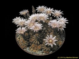 Gymnocalycium calochlorum B58 125